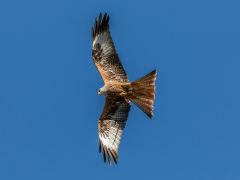 Greifvogelmonitoring der Landesanstalt für Umwelt Baden-Württemberg