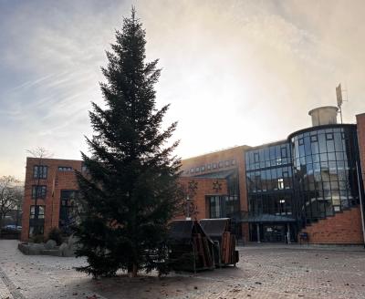 Der Weihnachtsbaum vor dem Rathaus.