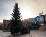 Der Weihnachtsbaum vor dem Rathaus.