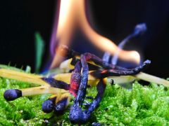 Waldbrandgefahr: Die Stadt bittet um vorsichtigen Umgang mit Feuer im Freien