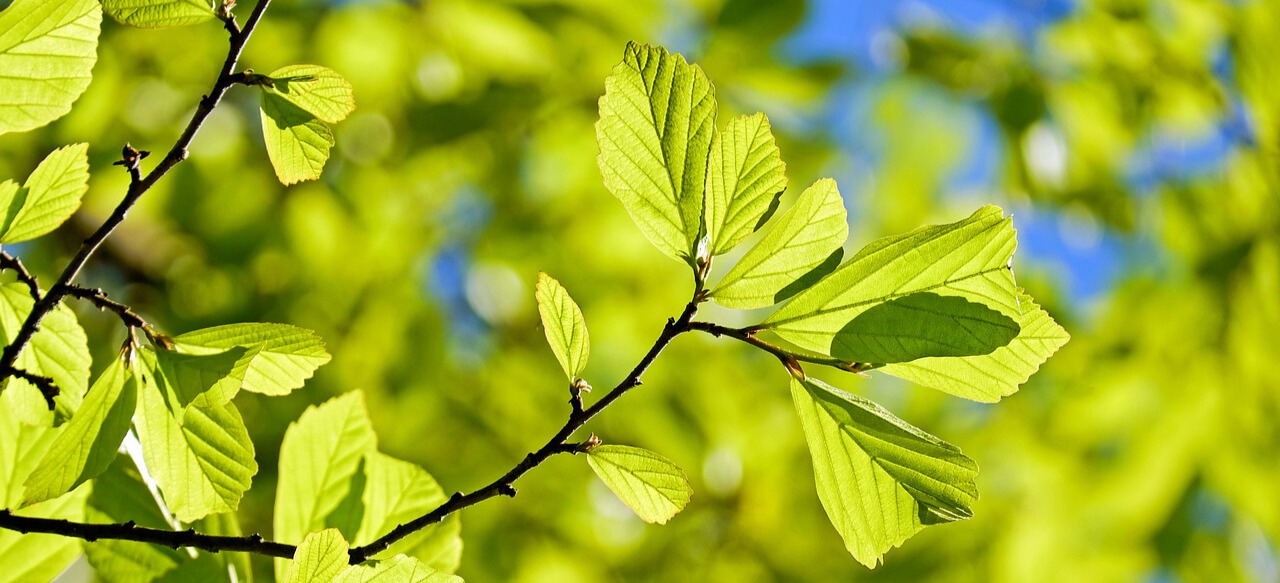 Bäume in Mühlacker.